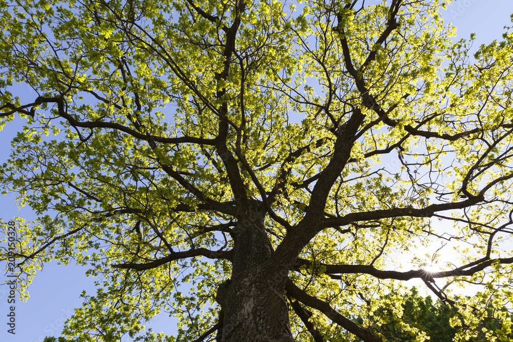 fresh oak fresh oak