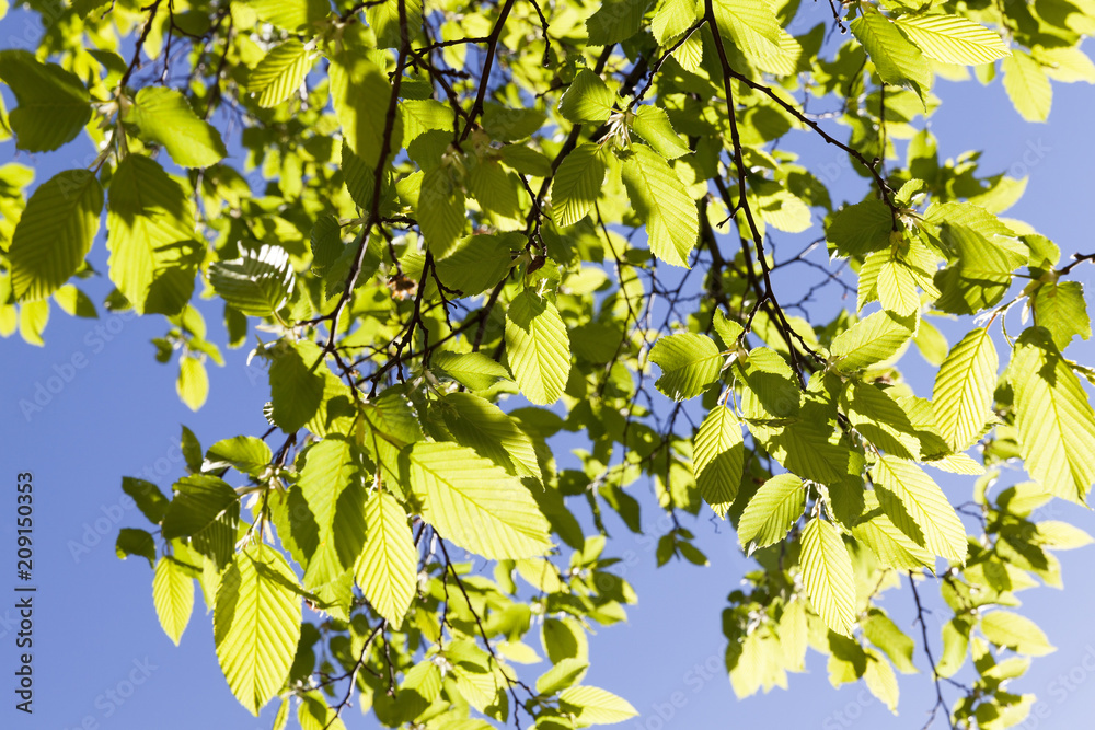 green foliage, spring