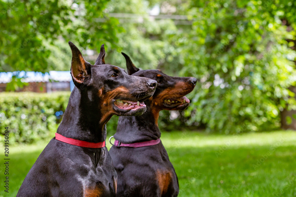 two black dobermans sitting on the grass