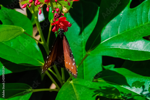Butterfly-0044