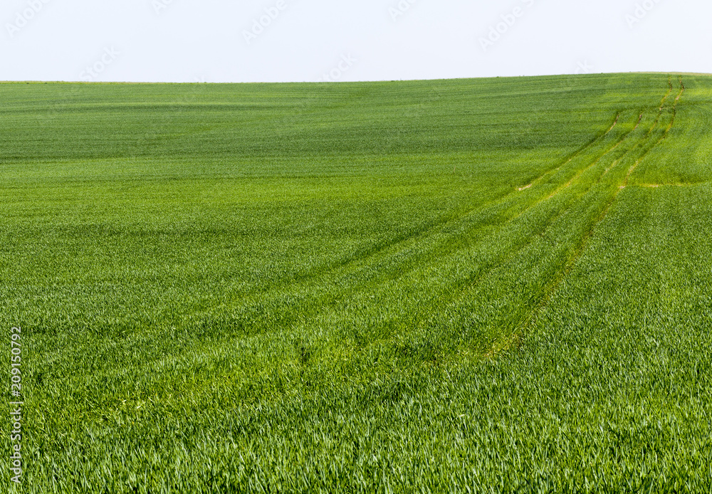 green sprouts of cereals