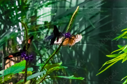 Butterfly-0069