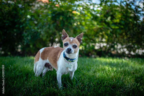 Little chihuahua mix dog standing outside on the grass.