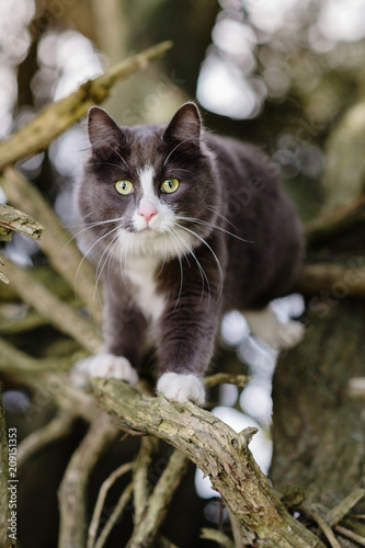 cute grey kitten climbing in trees photo