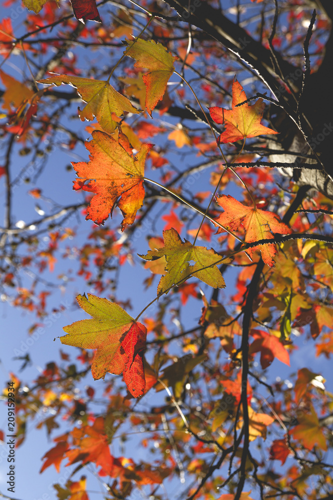 colorful autumn leaves