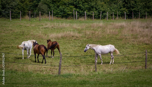 Four horses in a field © Mathieu