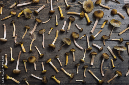 Mushrooms on a table photo