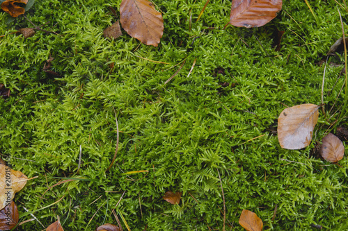 green moss and autumnal fallen leaves