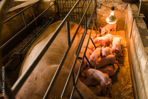Fotografie Pig farms in confinement mode