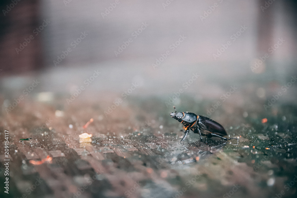 Beetle in my garden Beetle in my garden