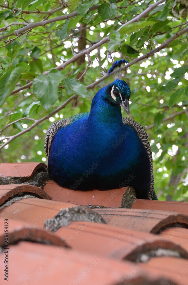 Fototapeta premium peacock bird beauty