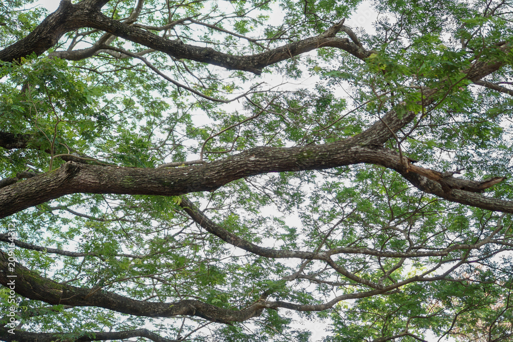 Branch under a tree with green leaves Branch under a tree with green leaves