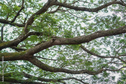 Branch under a tree with green leaves