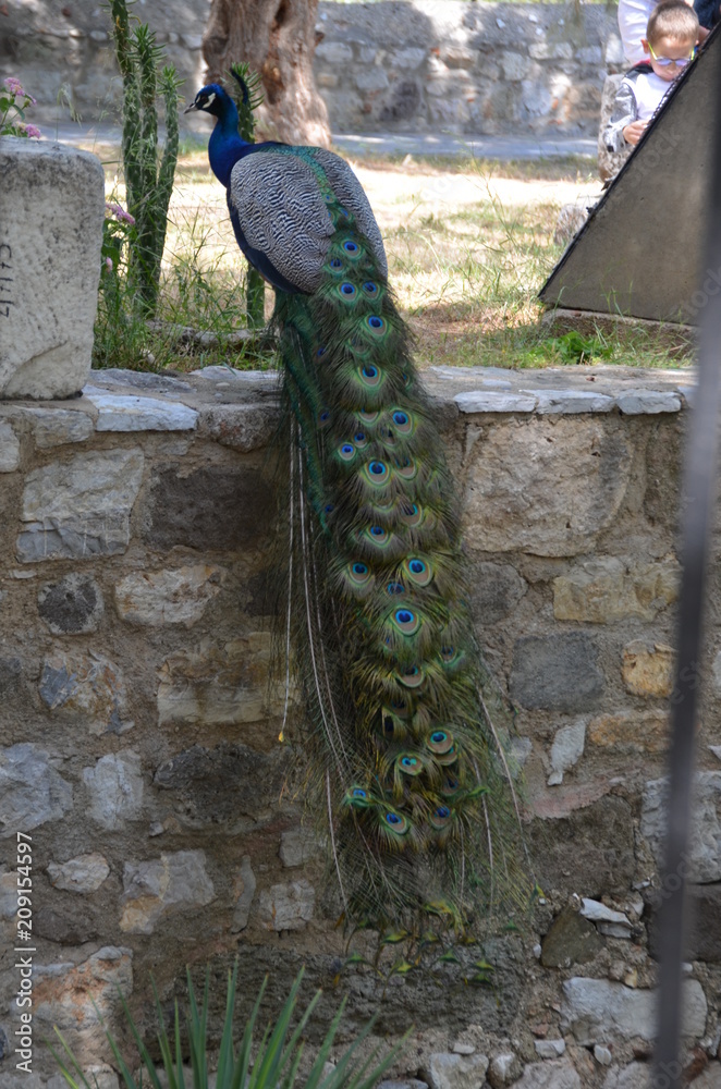Fototapeta premium peacock bird beauty