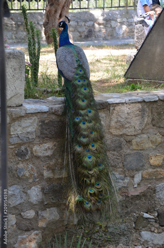 Fototapeta premium peacock