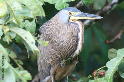 Tiger heron photo