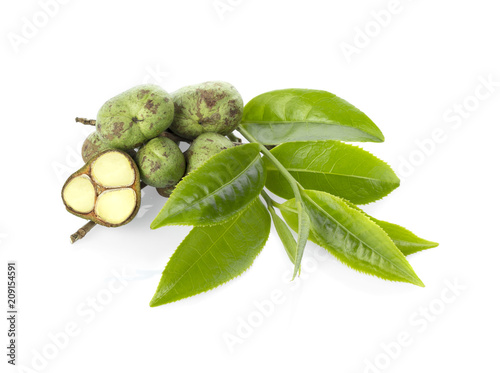 Green tea leaf with tea seeds isolated on white background