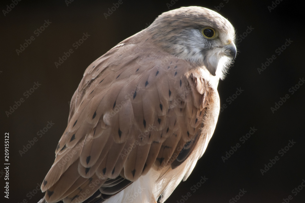 Obraz premium nankeen Australian kestrel