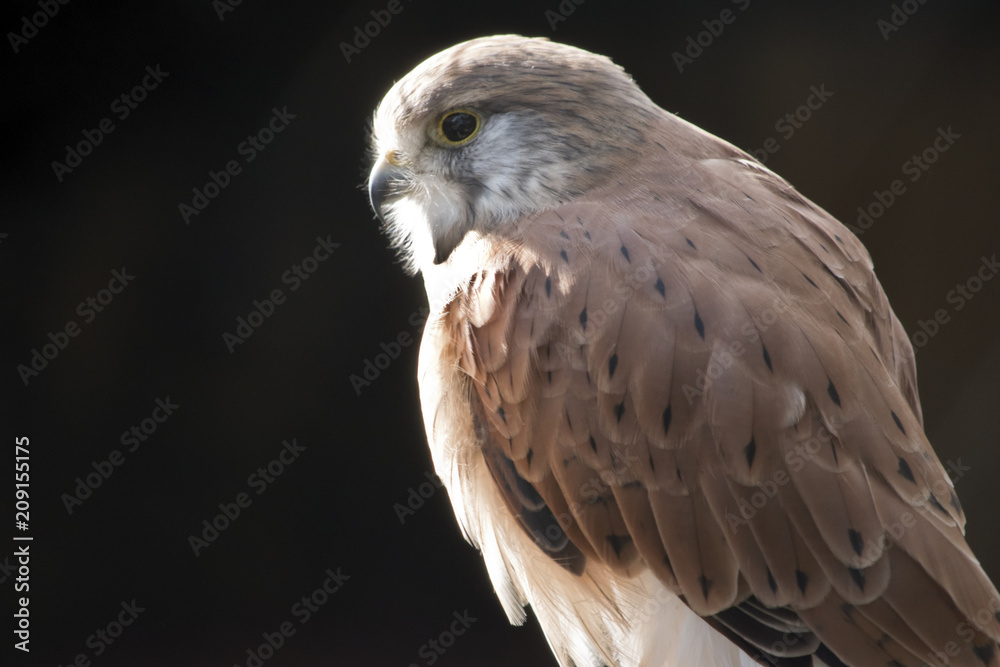 Obraz premium nankeen Australian kestrel