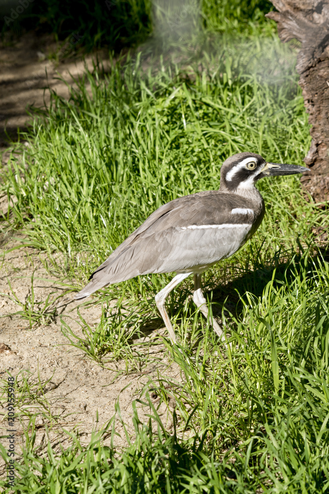 Naklejka premium beach stone curlew