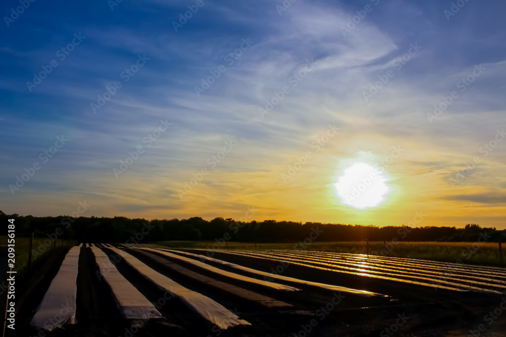 Fototapeta premium Sunset farm