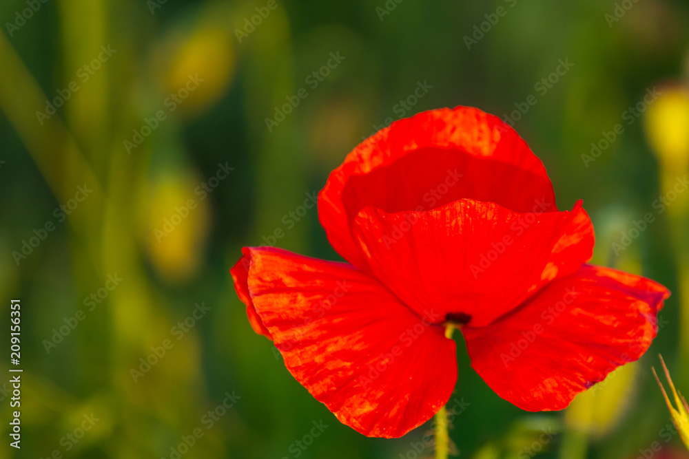Wild red poppy flower on field