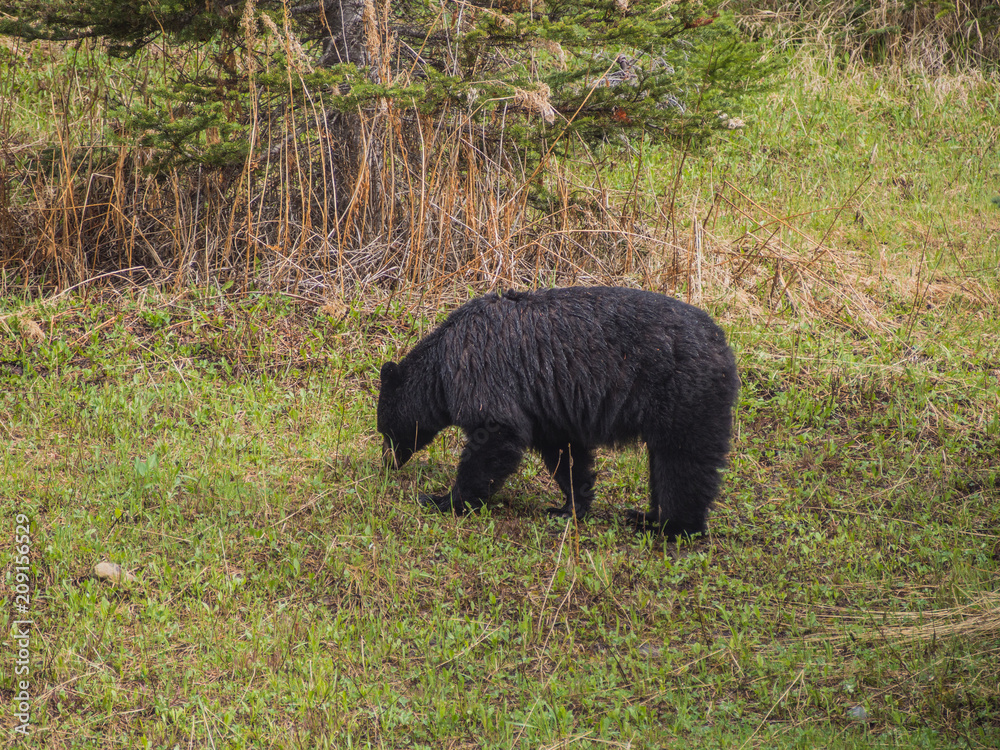 Wild Black Bear family in Jasper National Park Alberta Canada Wild Black Bear family in Jasper National Park Alberta Canada