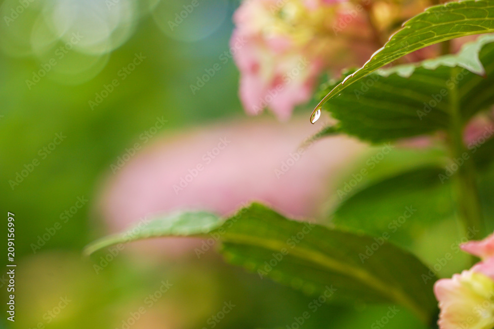 Waterdrop of hydrangea leaves on rainy day 雨の日のアジサイの葉から落ちそうになっている水滴 Waterdrop of hydrangea leaves on rainy day 雨の日のアジサイの葉から落ちそうになっている水滴