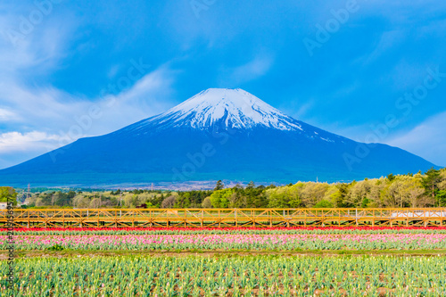 富士山とチューリップ © kt-wat