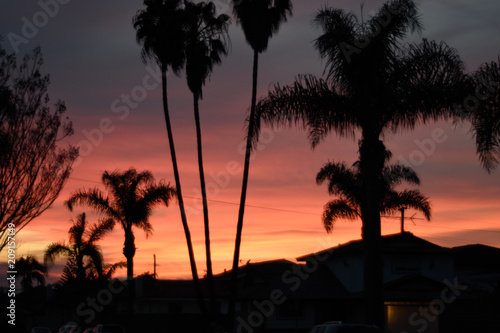 Sunset swaying palm trees