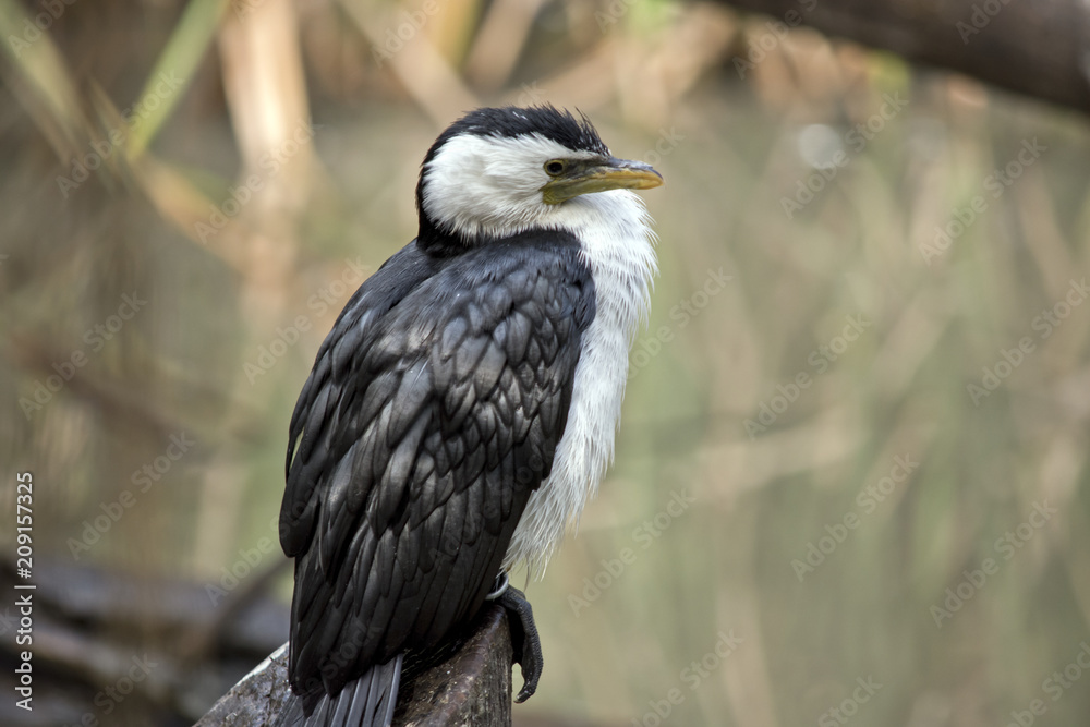 Fototapeta premium pied cormorant
