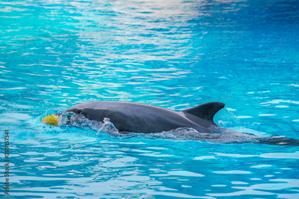 Naklejka premium Riccione , Włochy - 18 maja 2018: Delfin w Oltremare Family Experience Park w słoneczny dzień