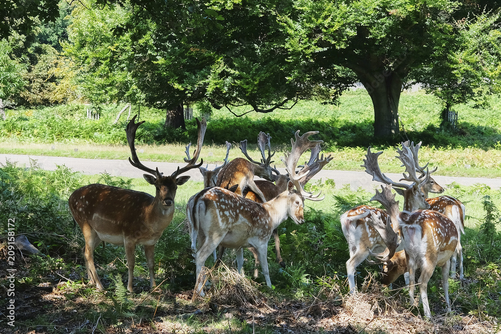 Naklejka premium Herd spotted deers cross road. Countryside forest park in UK