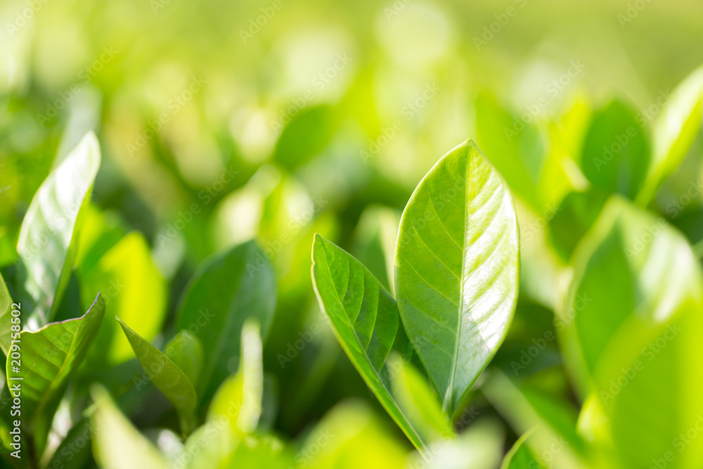 nature view of green leaf on blurred greenery background in garden,Green nature concept. nature view of green leaf on blurred greenery background in garden,Green nature concept.