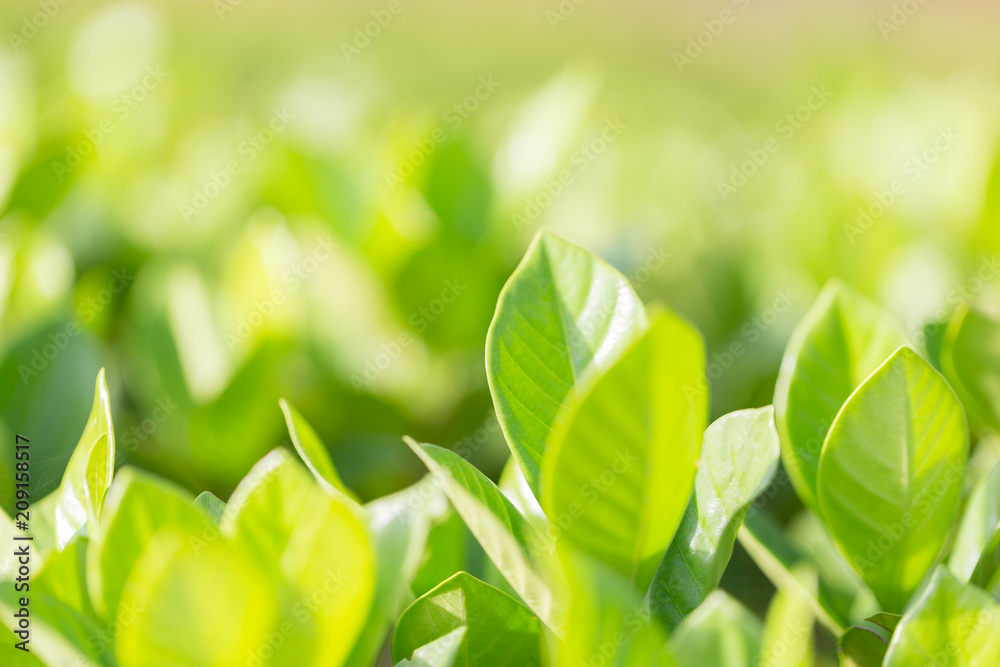 nature view of green leaf on blurred greenery background in garden,Green nature concept. nature view of green leaf on blurred greenery background in garden,Green nature concept.
