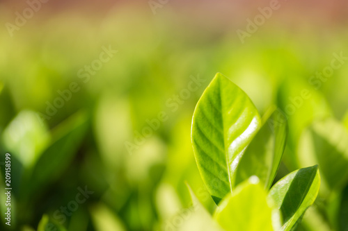 nature view of green leaf on blurred greenery background in garden,Green nature concept.