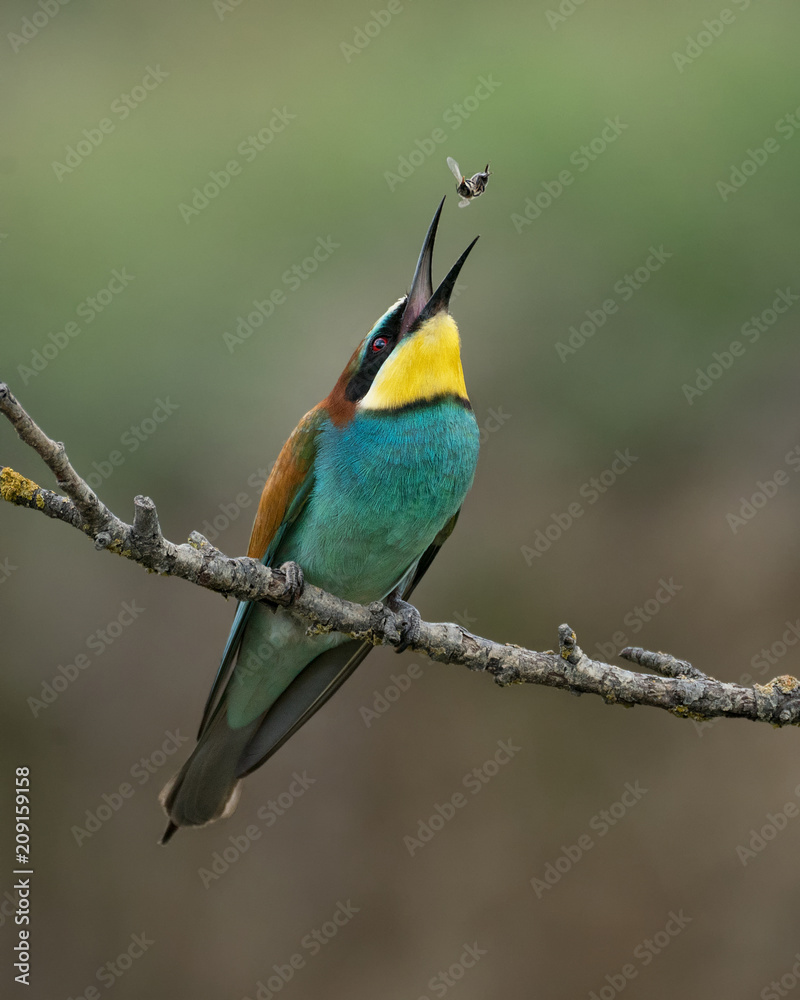 European Bee Eater tossing a bee into the air European Bee Eater tossing a bee into the air
