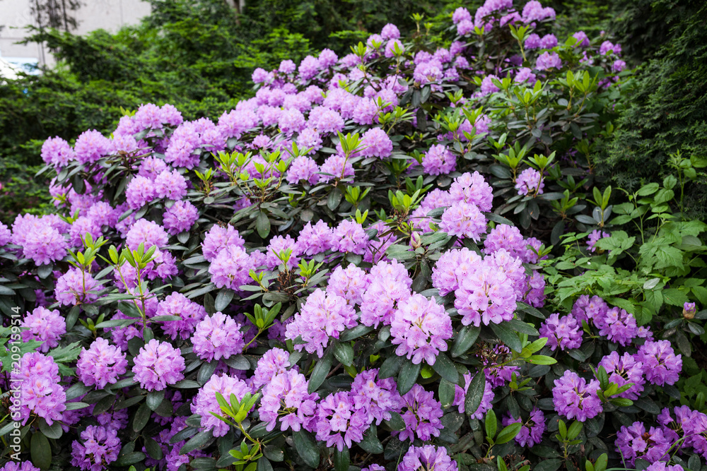 Lush rhododendron flower bush blooming
