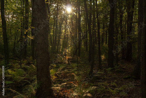 Morning sun creates its own path through woods