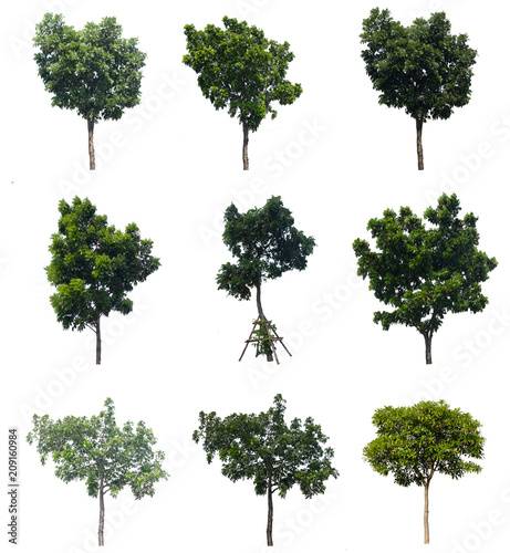 Set Pterocarpus macrocarpus.Tropical tree.Tree Isolate On White Background.