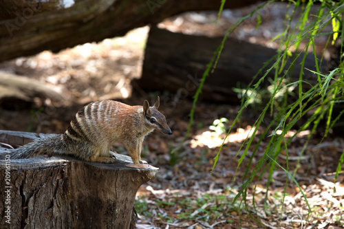 numbat standing on a  dead tree photo