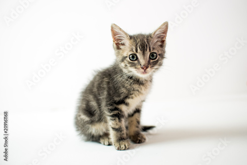 Cute very small baby silver tabby cat, on white background