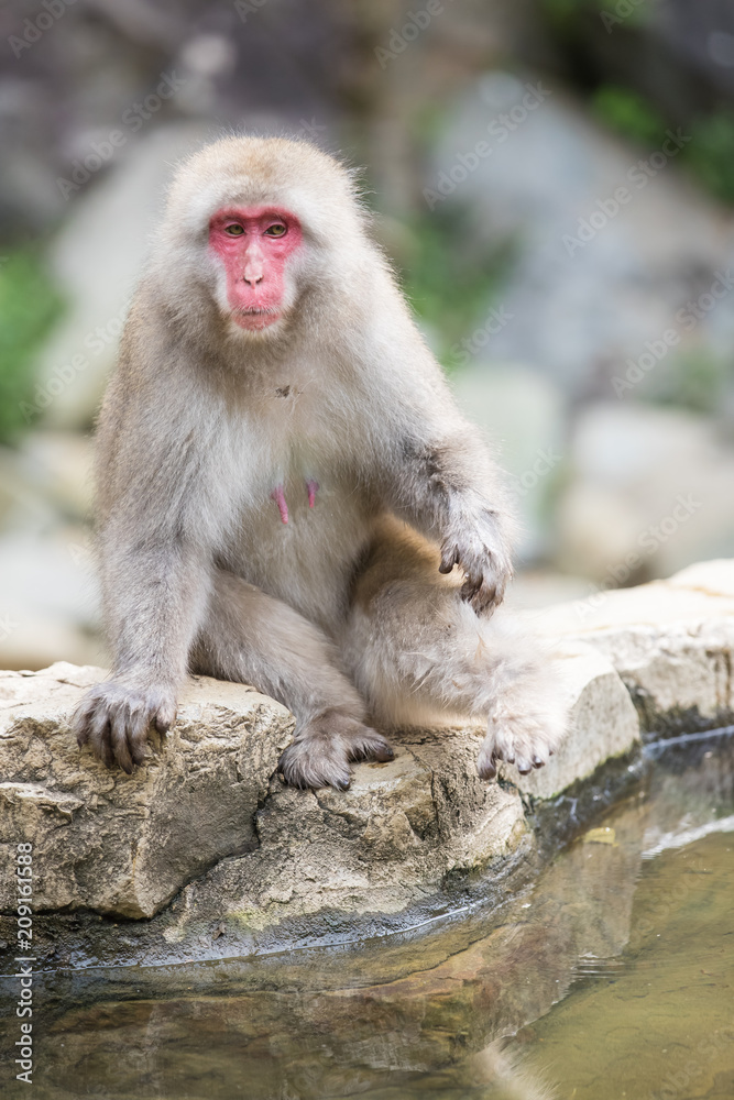 Jigokudani Monkey Park , monkeys bathing in a natural hot spring at Nagano , Japan