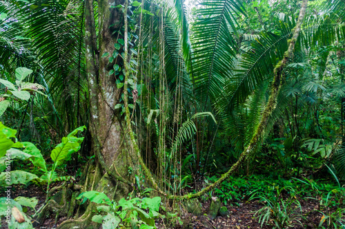 Fototapeta Naklejka Na Ścianę i Meble -  Jungle in Cockscomb Basin Wildlife Sanctuary, Belize.