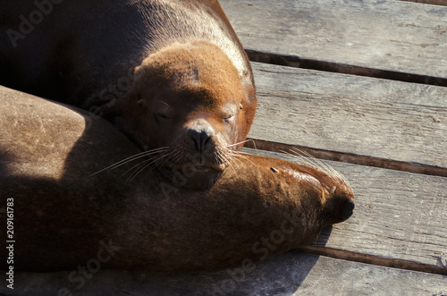 Sleeping seals photo