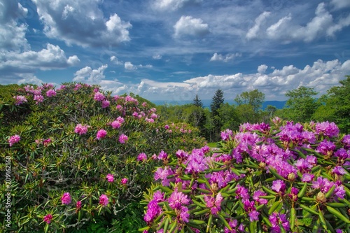 Bild auf Leinwand Craggy Gardens Rhododendron bloom on the Blue Ridge Parkway