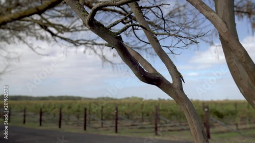 Tree branch with winery grape vines in background and blue sky during Autumn in Coonawarra wine region