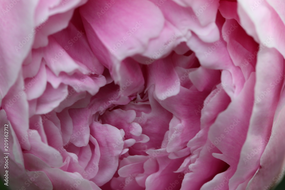 Macro of the center of a Pink Peony Flower Bloom