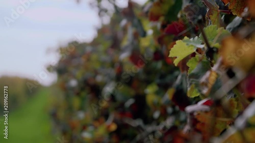 Close up view of lush grape vines at winery during autumn