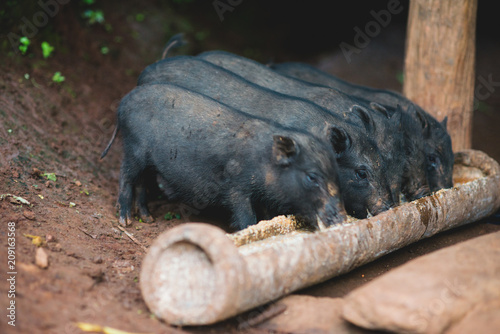 Piggy